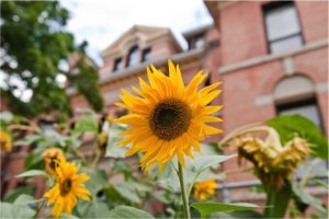 School sunflowers